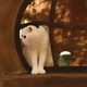 Illustration for article titled Cat Cafes Dont Get Much Cuter Than This